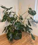 Duża Monstera Deliciosa 150 cm.