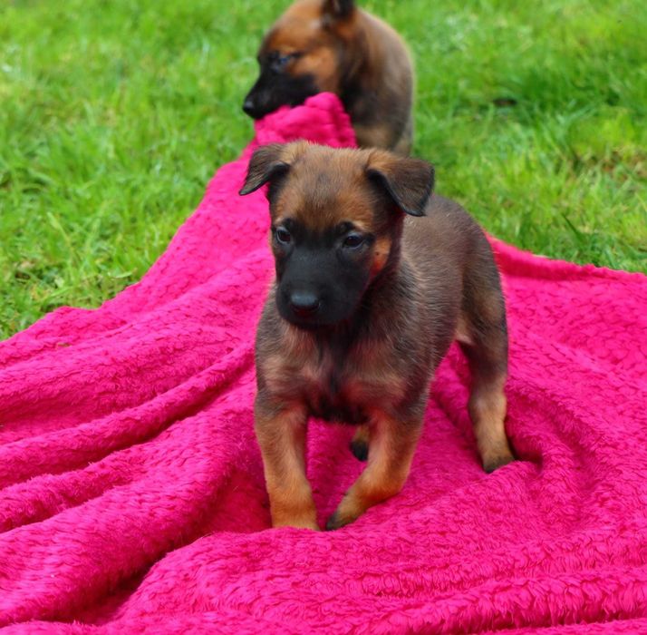 Owczarek Belgijski Malinois ZKwP FCI - suczka