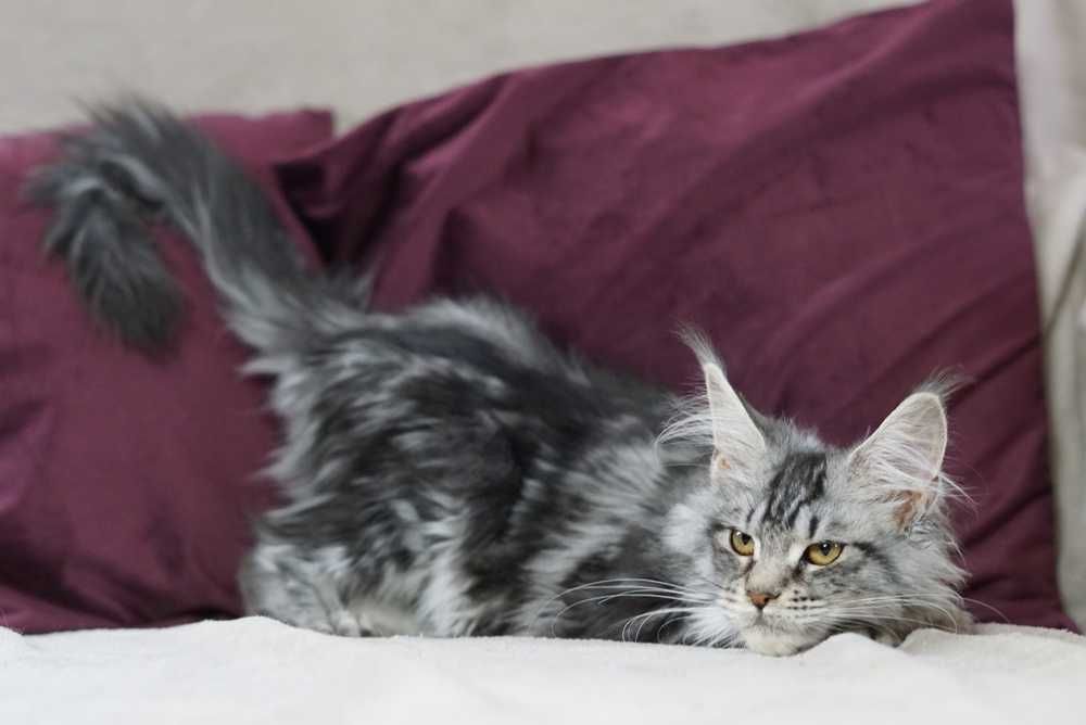 Kotka maine coon