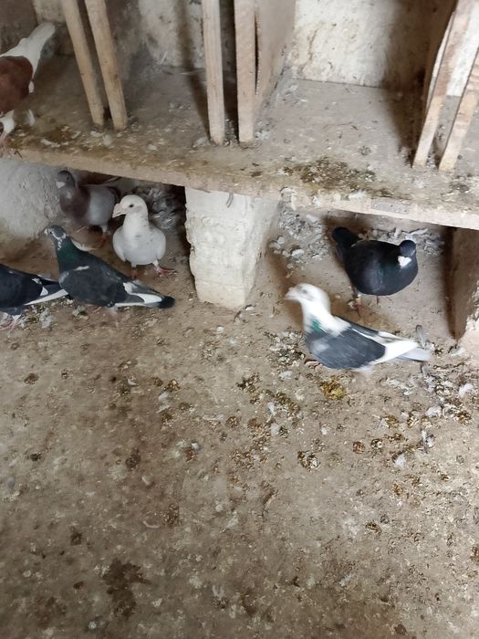 Sprzedam gołębie staropolskie