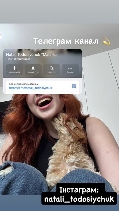 Мальтіпу мікро міні стандарт