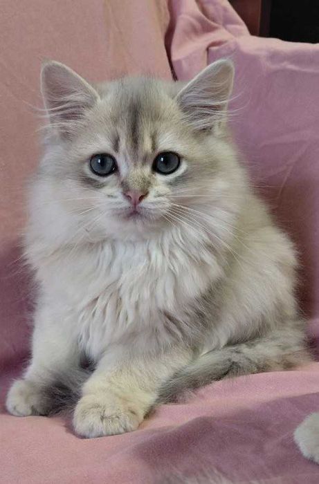 Шотландский длинношерстный котик в окрасе голубое золото ау11