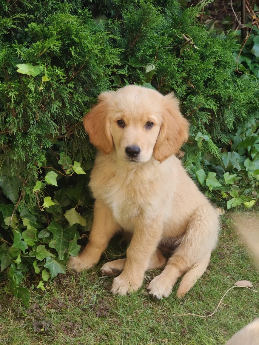 Miot Golden retriever