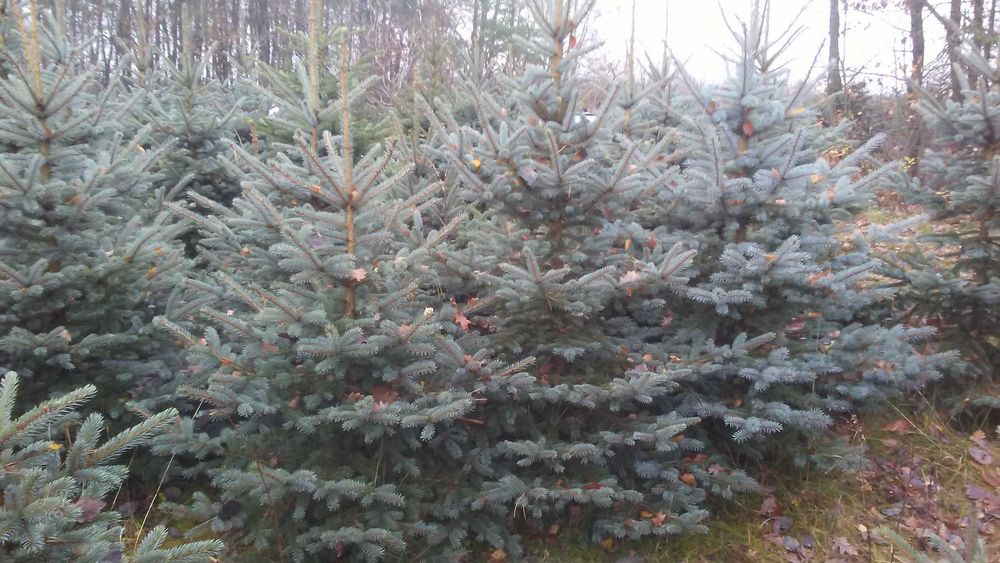 sprzedam świerk srebrny wys 250-350cm
