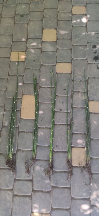 Хвощ зимующий бамбук декоративный хвощ японский