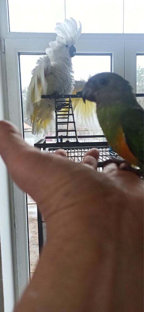 Сенегальський папуга пташеня «викормиш» ручний