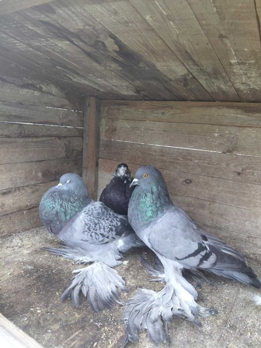 sprzedam gołębie