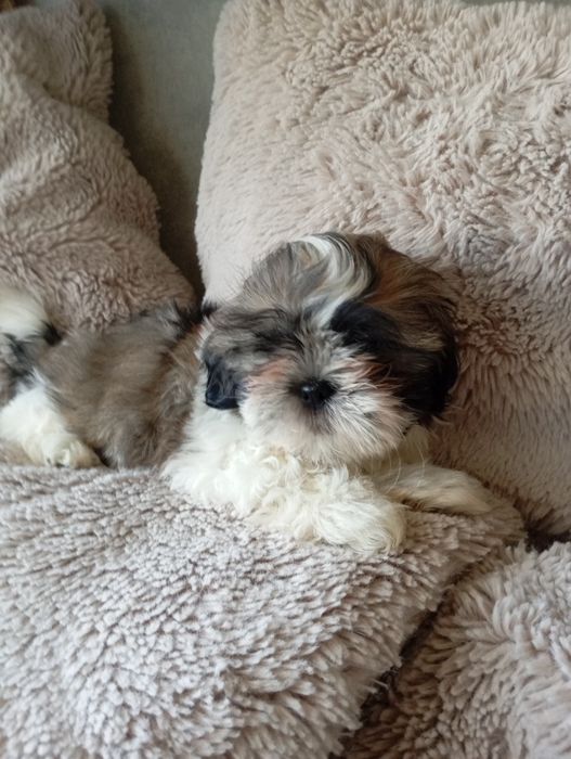 Szczeniaczek shih-tzu piesak