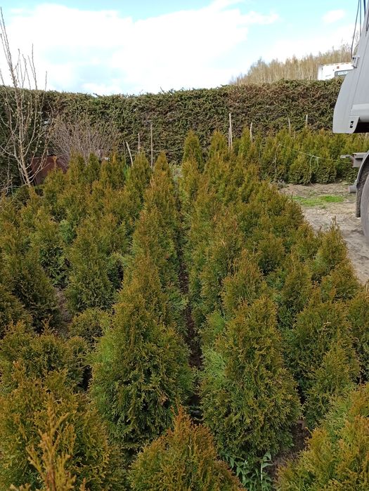 Tuja Thuja Smaragd Szmaragd 60-100cm