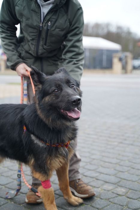 Klara w typie ON szuka domu!
