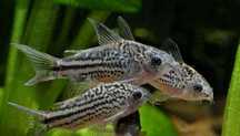 Super cena Kirysek kirys Napoensis (w stuluCorydoras nanus)