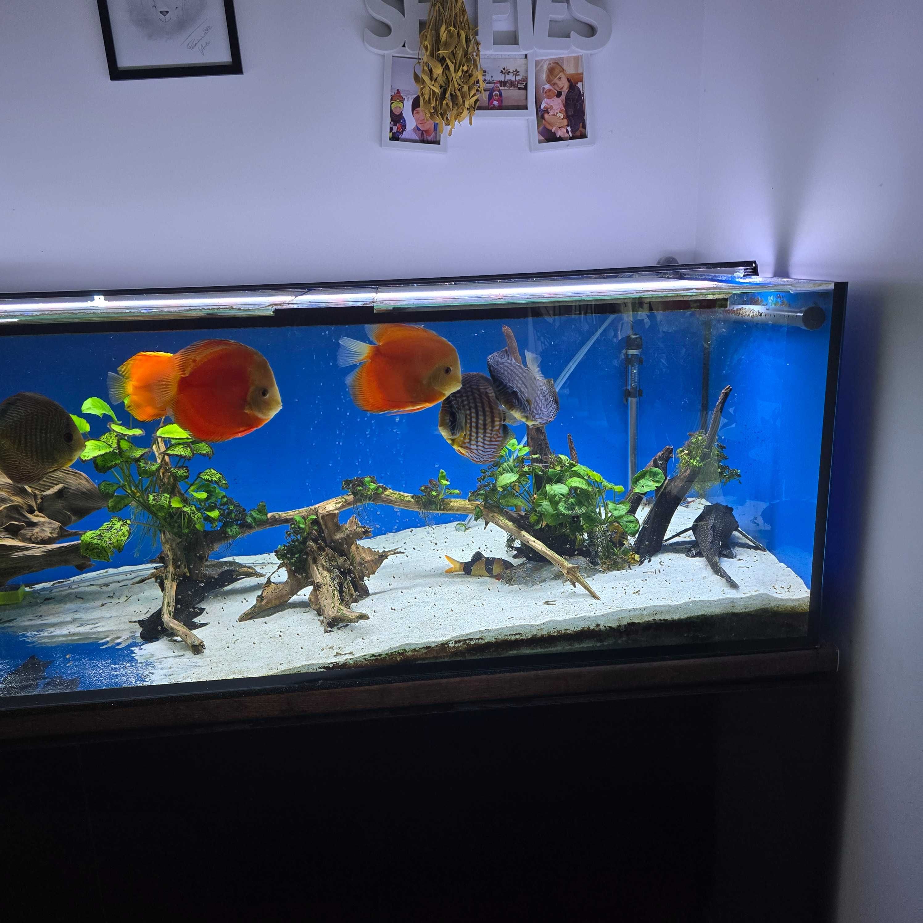 Akwarium 600 L z sumpem