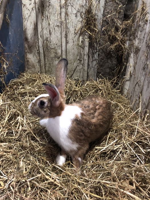 Coelhas prenhas 2ª barriga