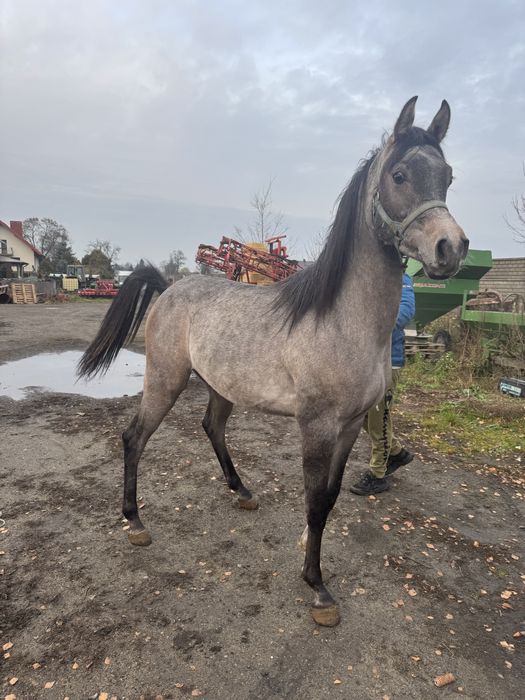 Ogier czysta krew arabska