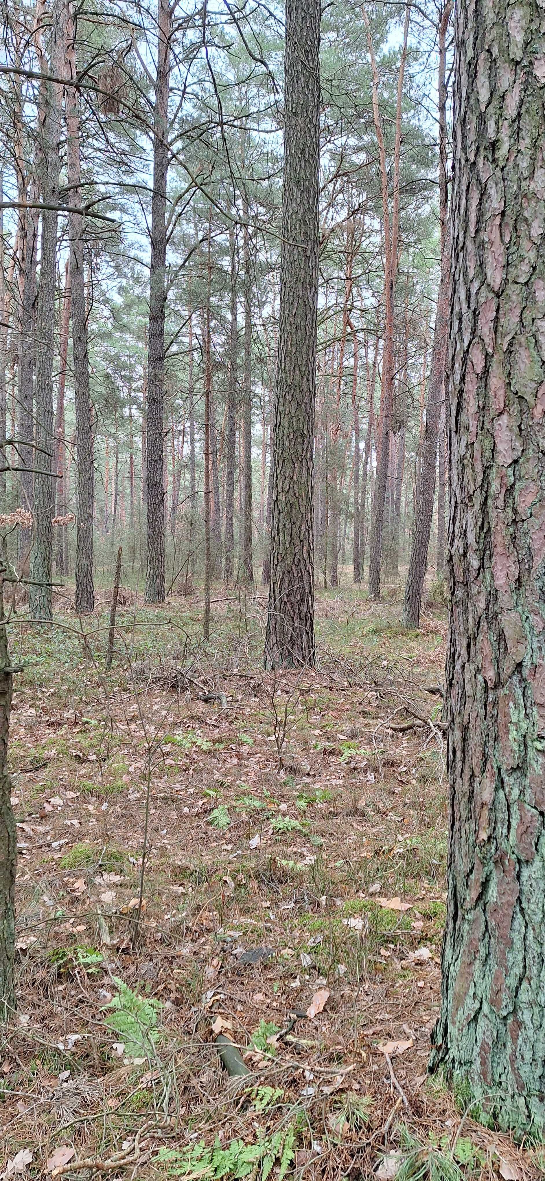 Sprzedam działkę leśną, las, bór sosnowy 1,24 ha