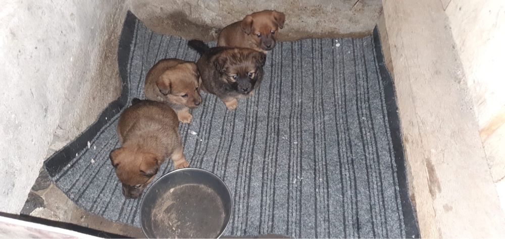 Pieski male szczenieta