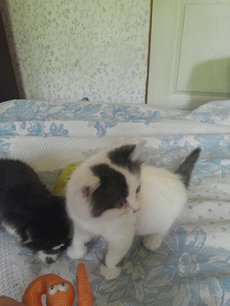 Отдам.Котик и кошечка.