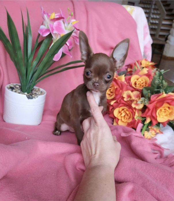 Piesek Czekoladowy Chihuahua!