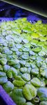 Planta de superfície Amazon frogbit