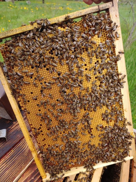 Бджолопакети Бакфаст , Італійка 2026