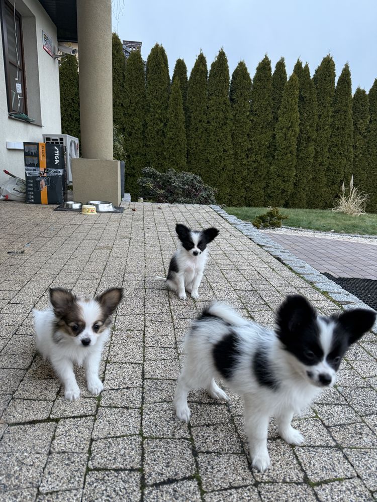 Papillon szczeniak Spaniel kontynwntalny miniaturowy