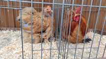 Cochiny miniaturowe chabo bantamki wyandotte