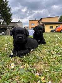 Szczeniaki kundelki labrador suczki