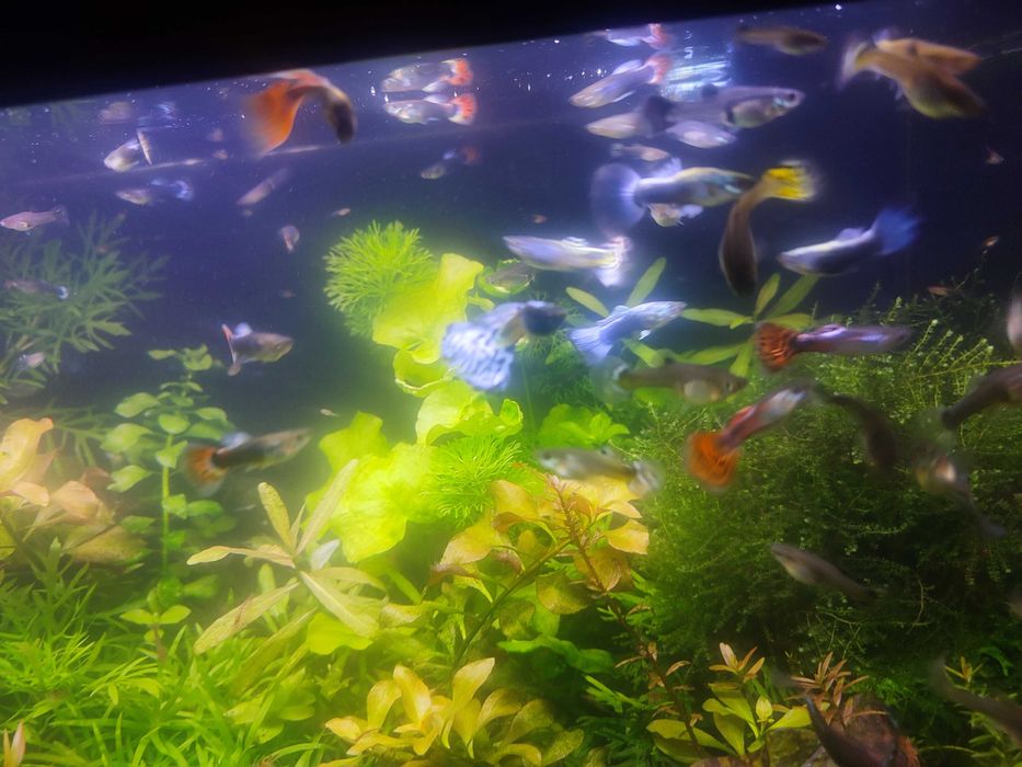 Gupiki młode wybarwione.