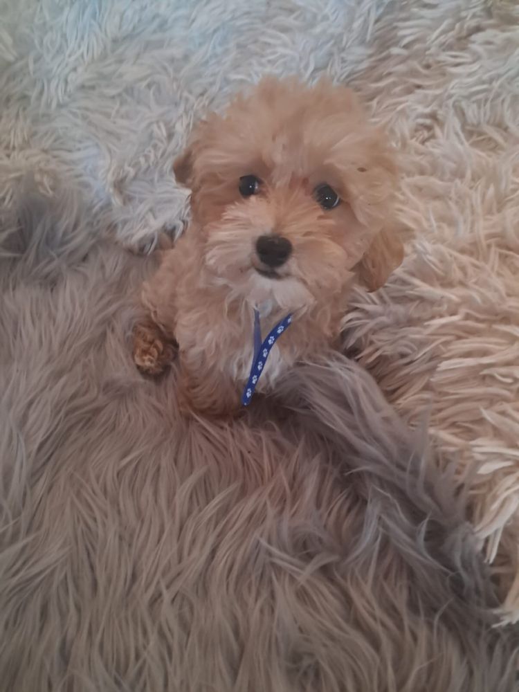 Maltipoo piesek mama maltańczyk tata pudel toy red