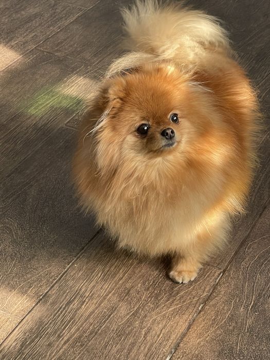 Шпиц померанский в продаже