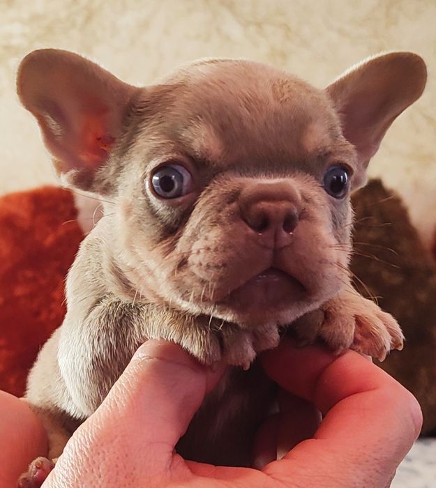 Бомбезные щенки два месяца