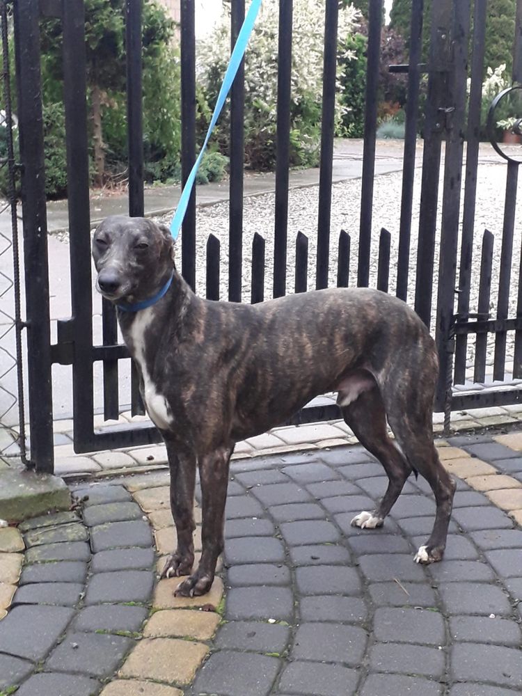 Chart angielski whippet pies