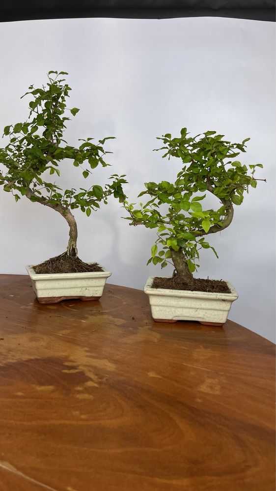 Sageretia bonsai ksztalt S. Super prezent. Twojbonsai.