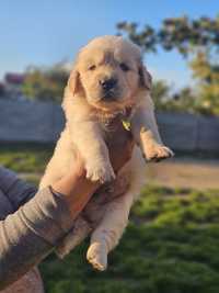 Golden retriever ZKwP FCI jasnozłoty piesek