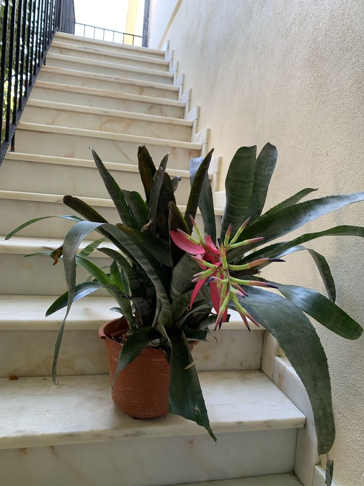 Brumelia em flor com vaso de varios pes 12€