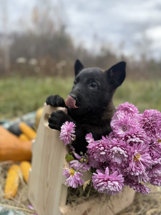 Голландська вівчарка Хердер (Не Малінуа)
