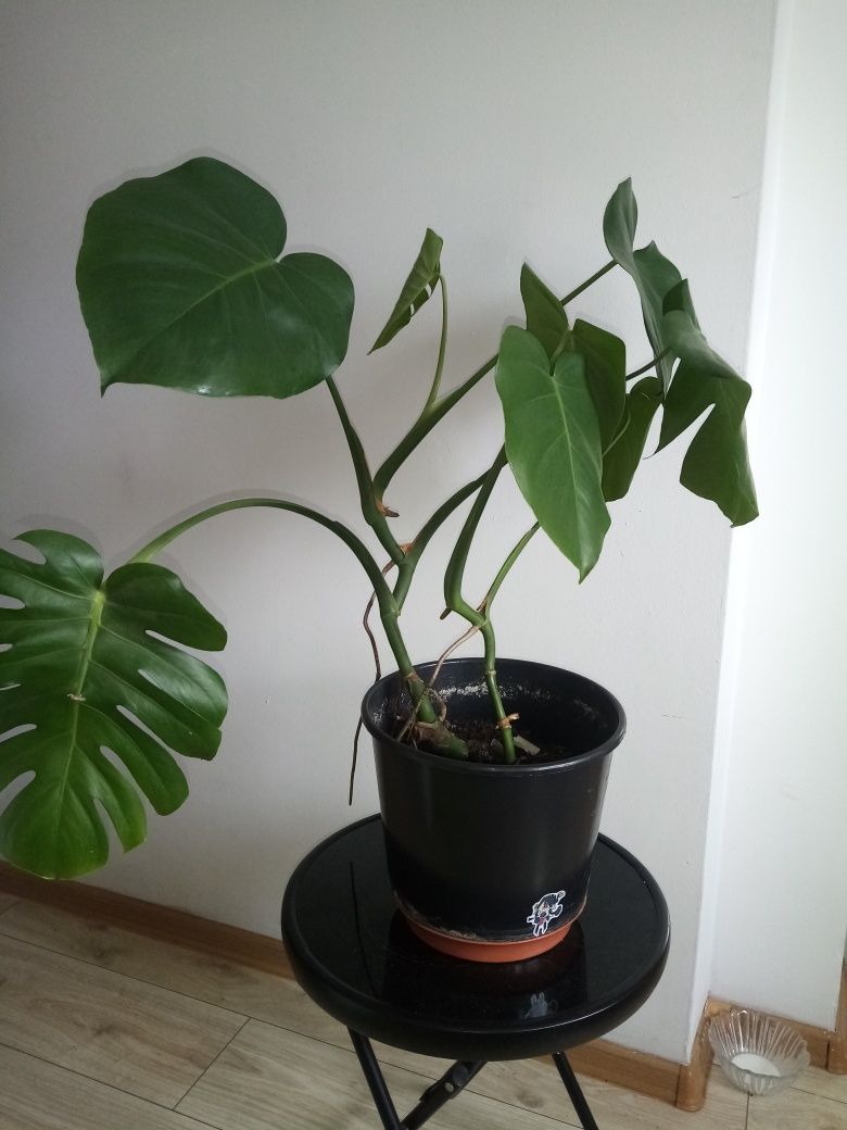 Monstera dziurawa