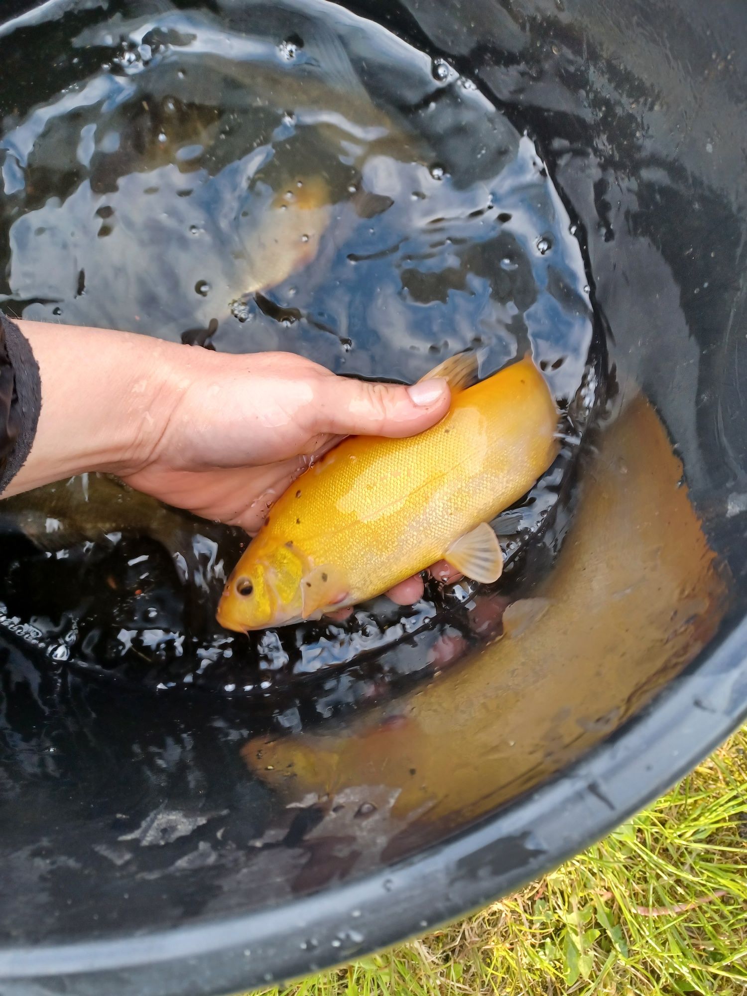 Amur narybek/kroczek . Karaś złota ,karp,lin.