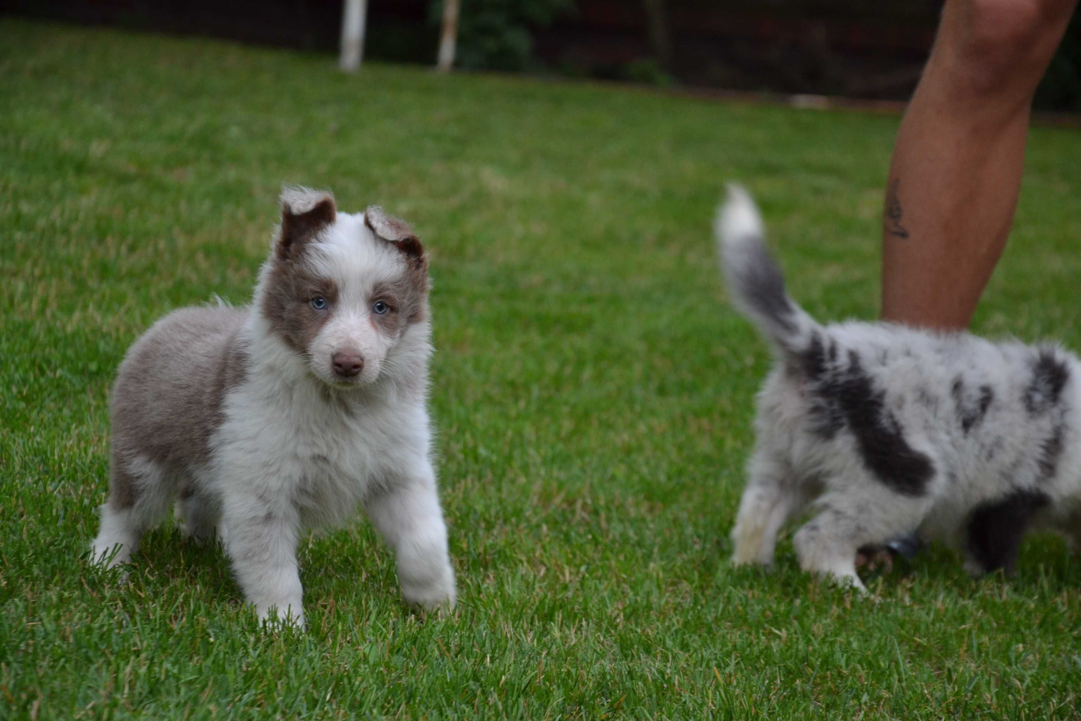 Border Collie red white piesek