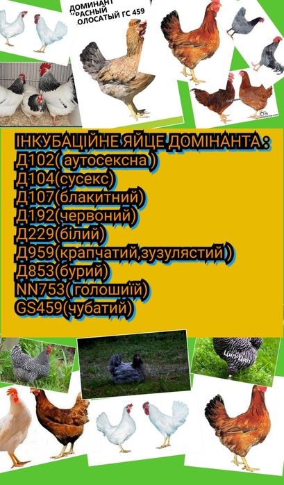 Яйця для інкубатора