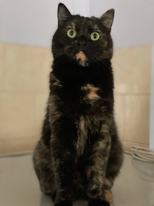 Кошка с непростой судьбой в поисках дома