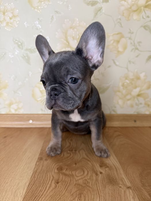 Blue tan щенки французского бульдога/залишись неймовірно гарні дівчатк