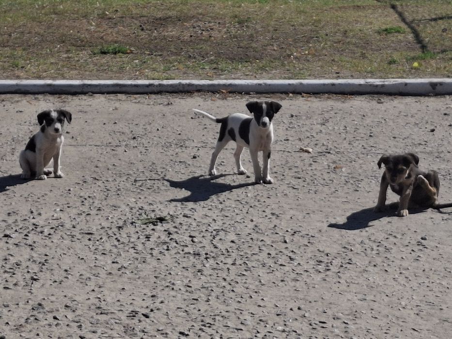 Цуцики та прецики, в гарні руки безкошовно