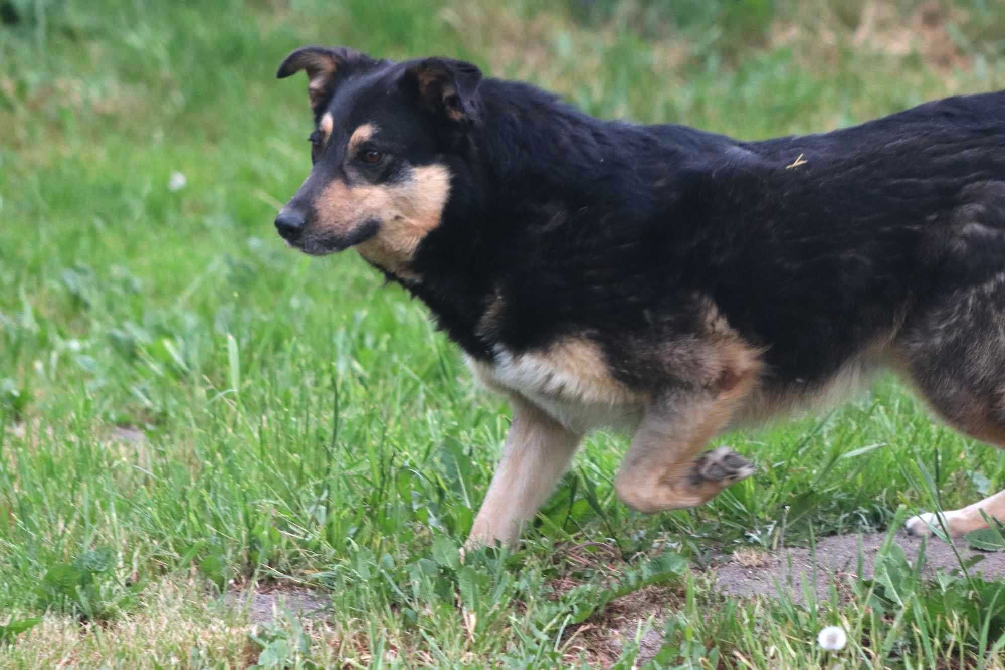 MIŚKO spójrz, pokochaj, adoptuj
