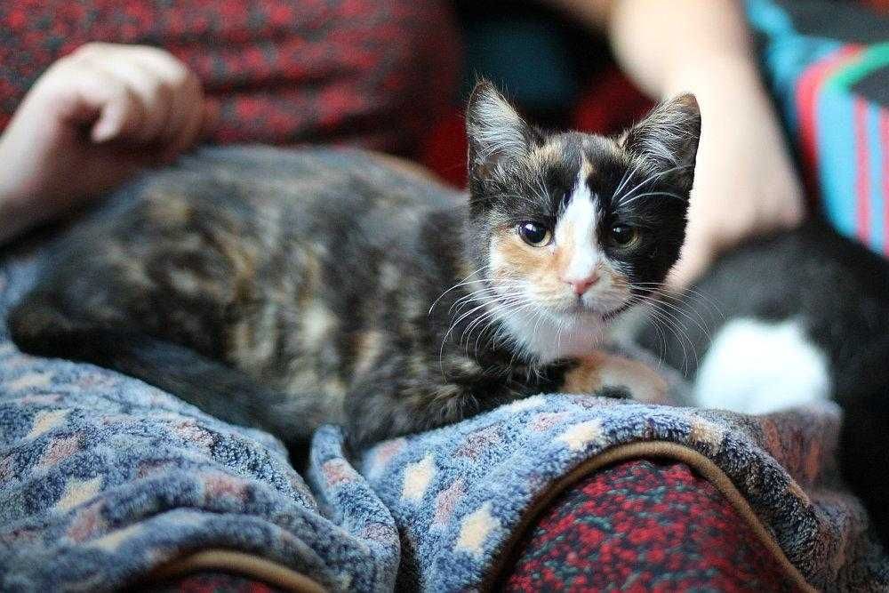 Cudnej urody, ok trzymiesięczna koteczka do adopcji.