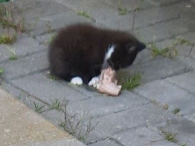 Oddam  kotka  w dobre ręce