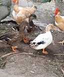 Trio de pato real