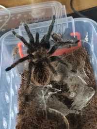 Продаю пауков птахоїдів brachypelma albopilosum