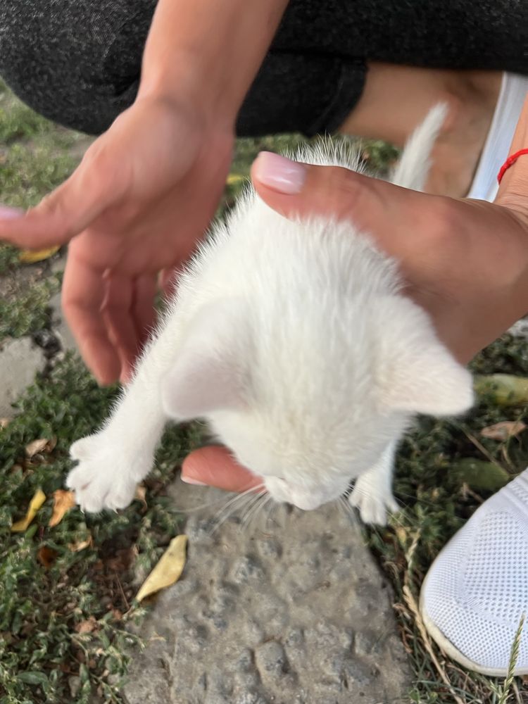 Кошеня в добрі руки