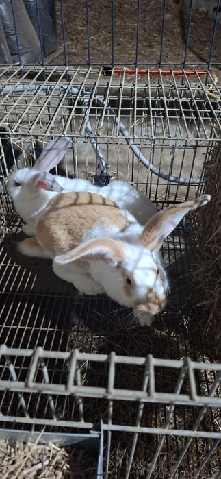 Coelhos femeas e machos